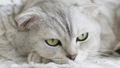 华体会娱乐平台-阿贾克斯晋级成功，展现实力不容小觑，0203阿贾克斯